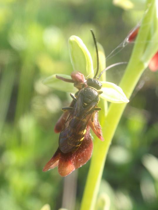Argogorytes mystaceus (L., 1761)  su Ophrys insectifera